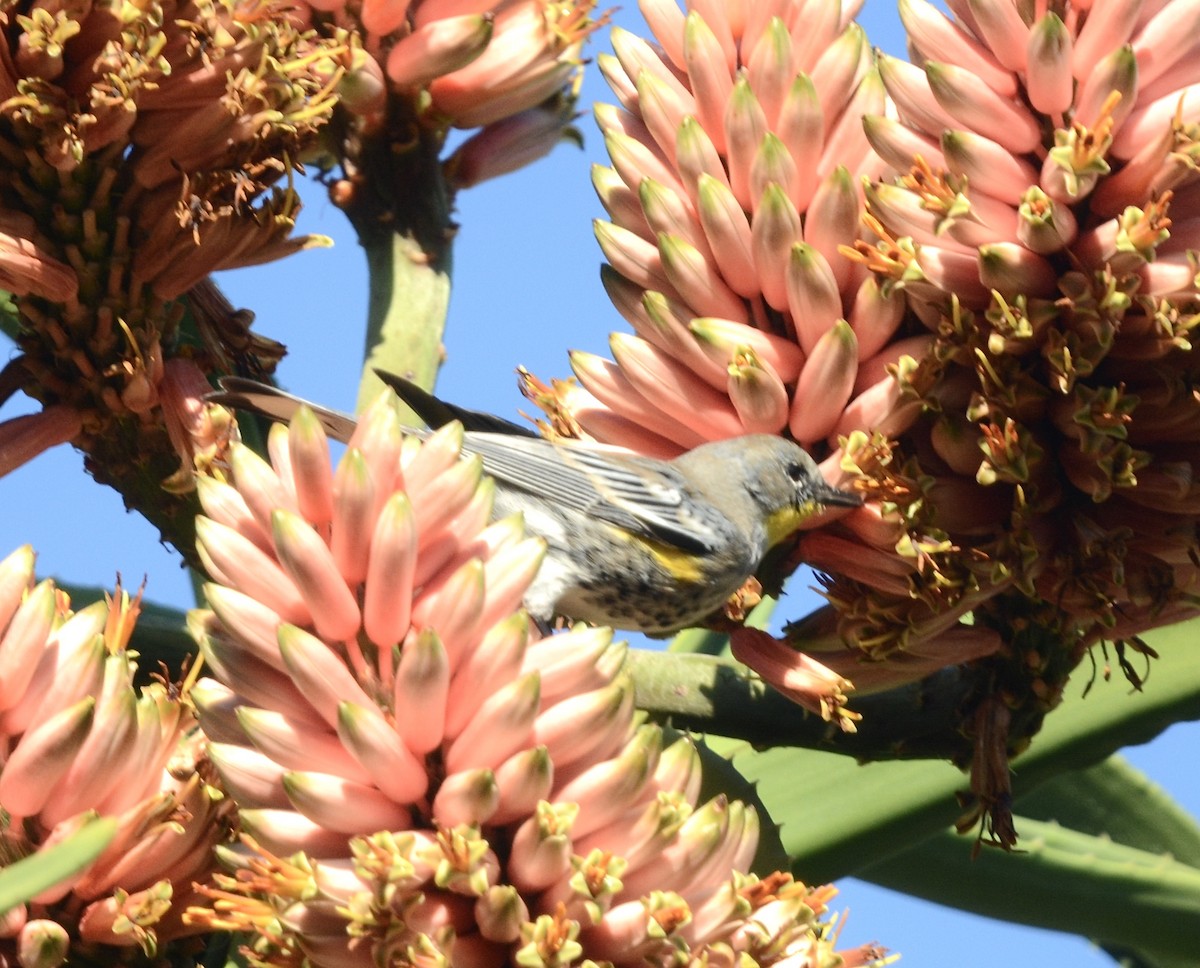 Yellow-rumped Warbler - ML646985466
