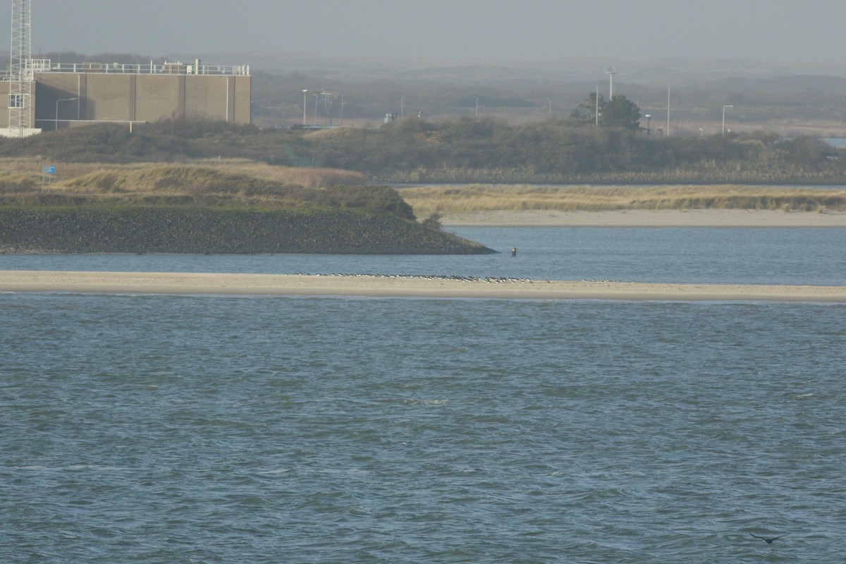 Itsas mika eurasiarra - ML646985470