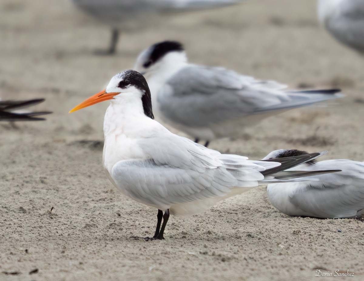 Elegant Tern - ML646985472