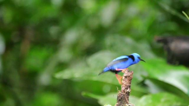 Red-legged Honeycreeper - ML646985476