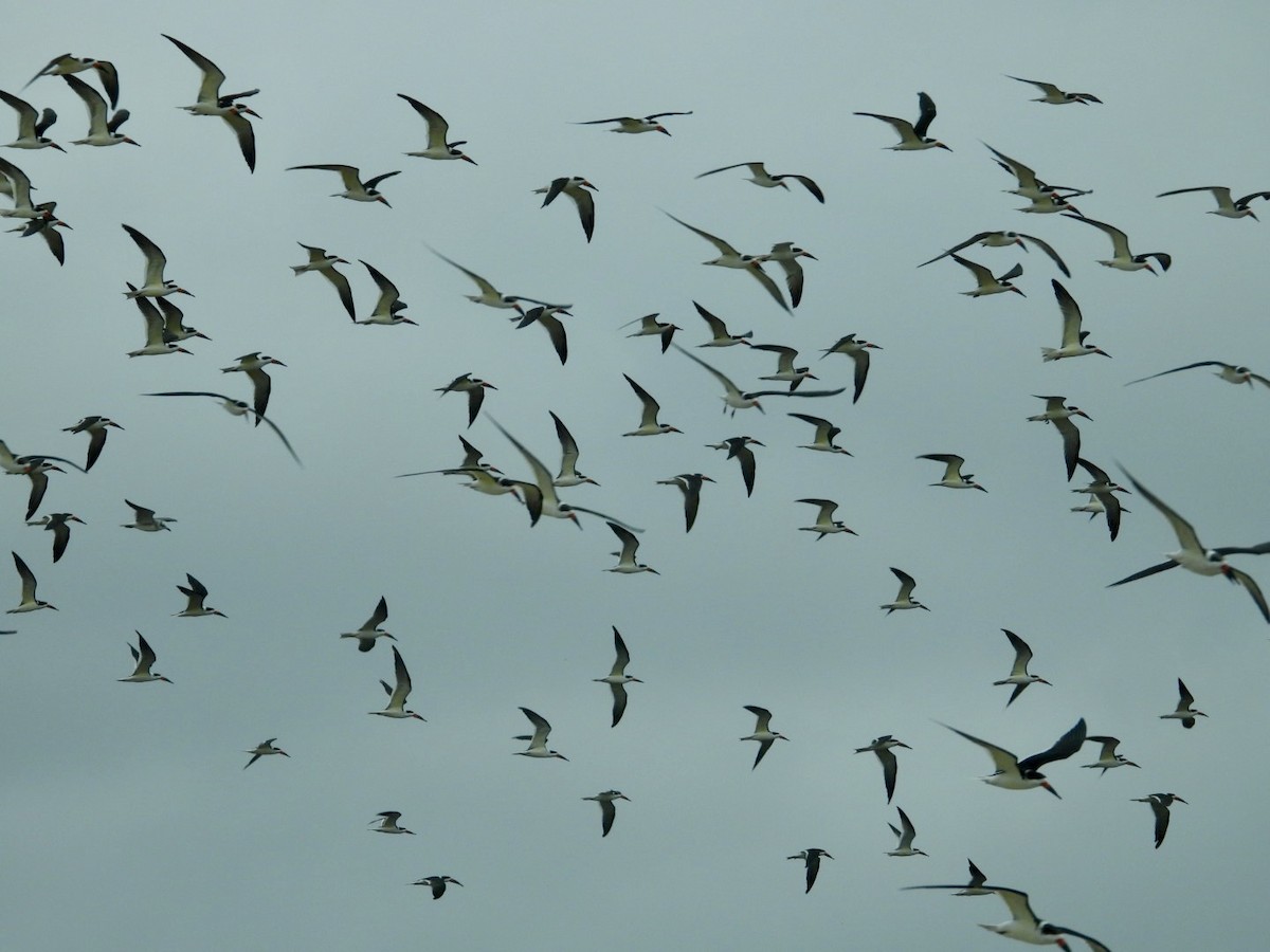 Black Skimmer - ML646985478