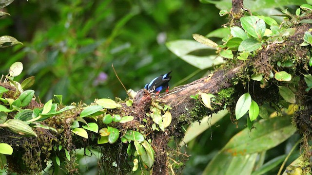 Красноногий саи - ML646985479