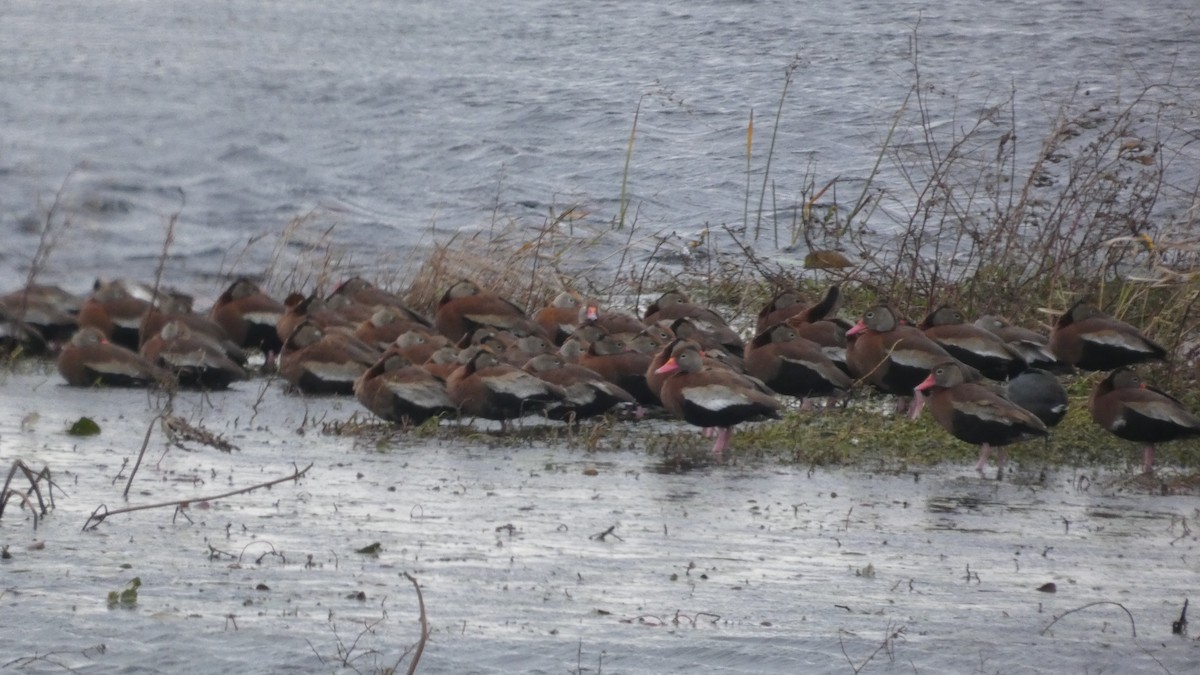 Black-bellied Whistling-Duck - ML646985480