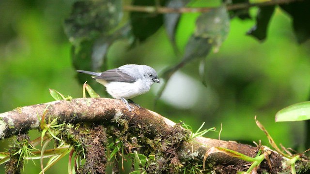 Plain-colored Tanager - ML646985481