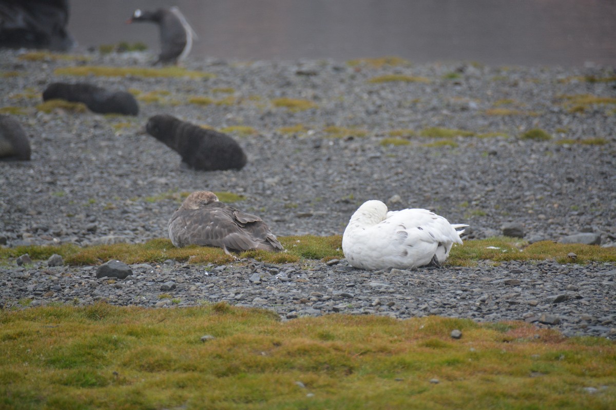סערון-ענק דרומי - ML646985482