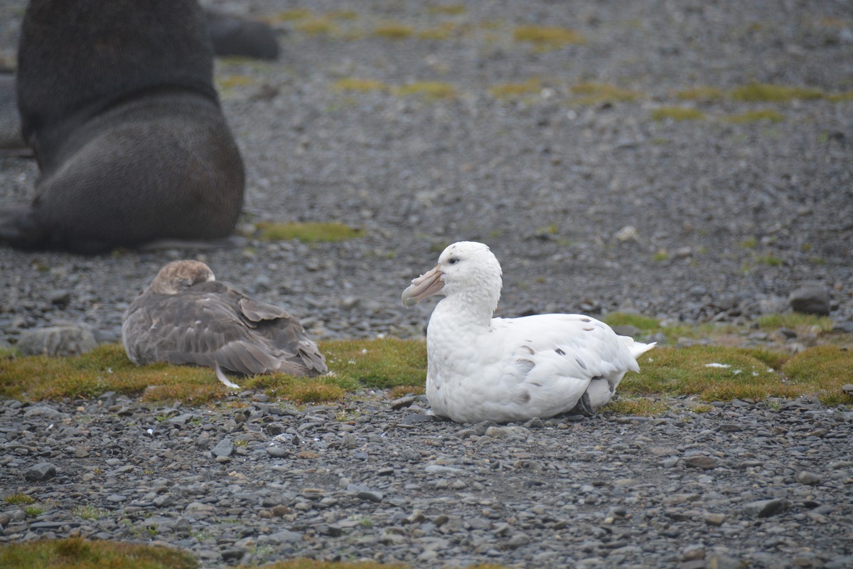סערון-ענק דרומי - ML646985483