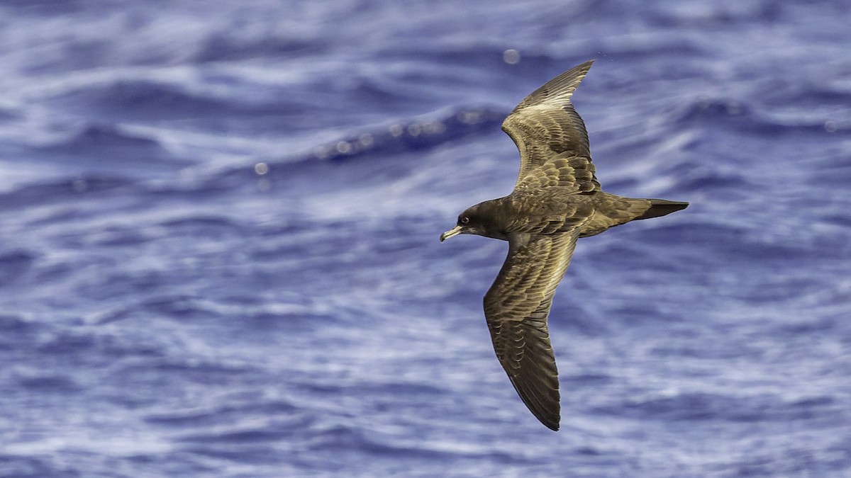 Pardela del Pacífico - ML646985484