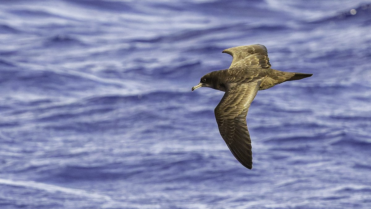 Pardela del Pacífico - ML646985485