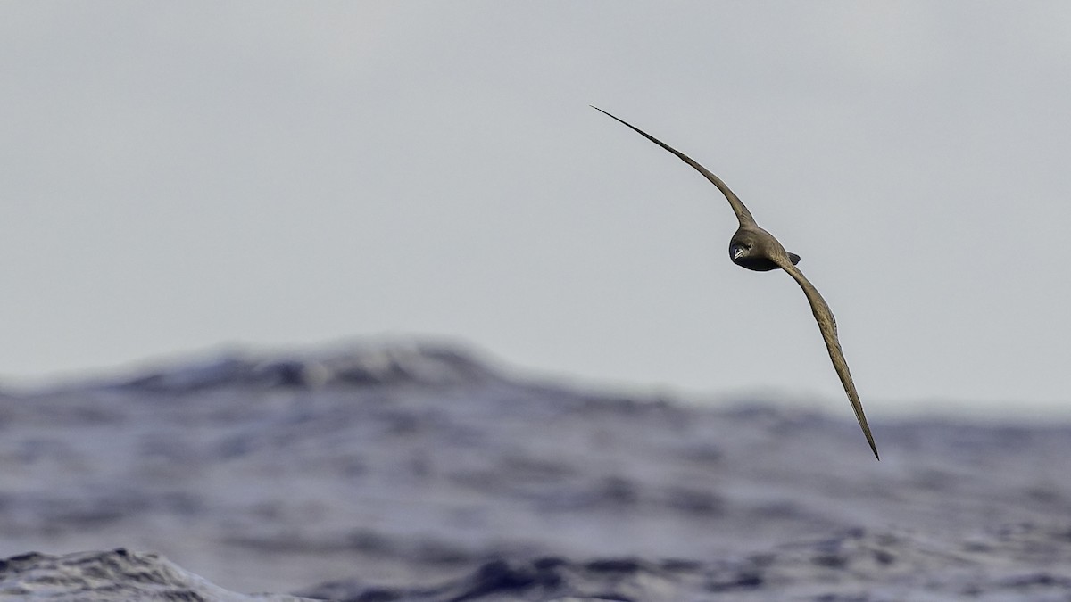 Pardela del Pacífico - ML646985486