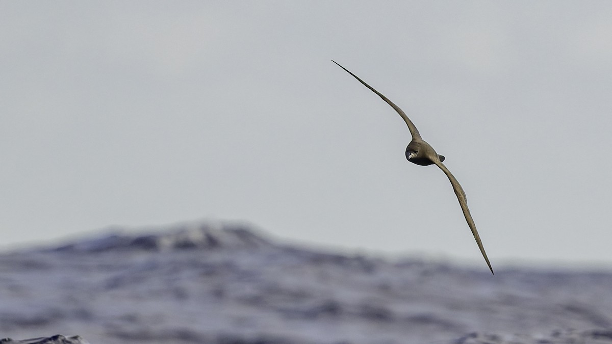 Pardela del Pacífico - ML646985487