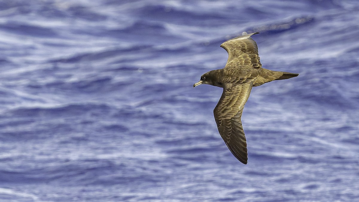 Pardela del Pacífico - ML646985488