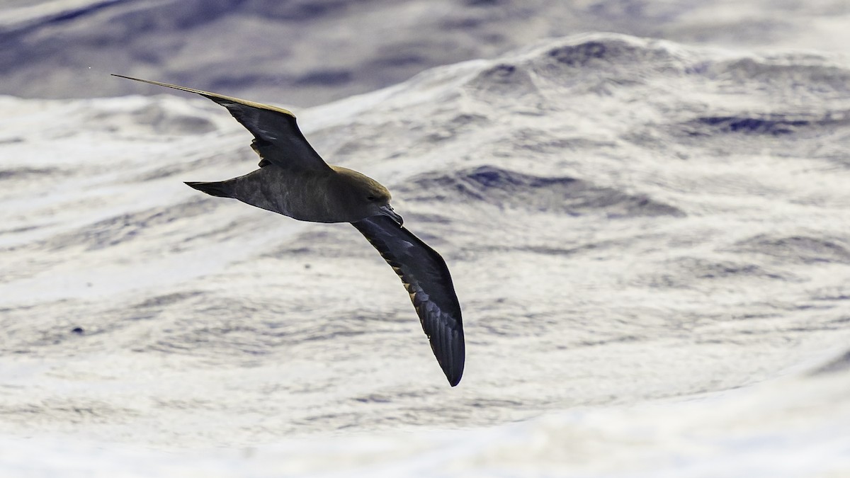 Pardela del Pacífico - ML646985489