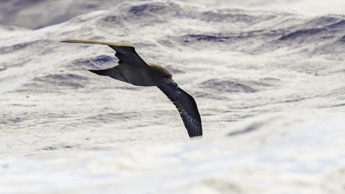 Pardela del Pacífico - ML646985490