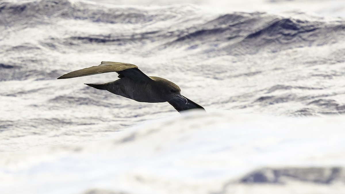 Pardela del Pacífico - ML646985491