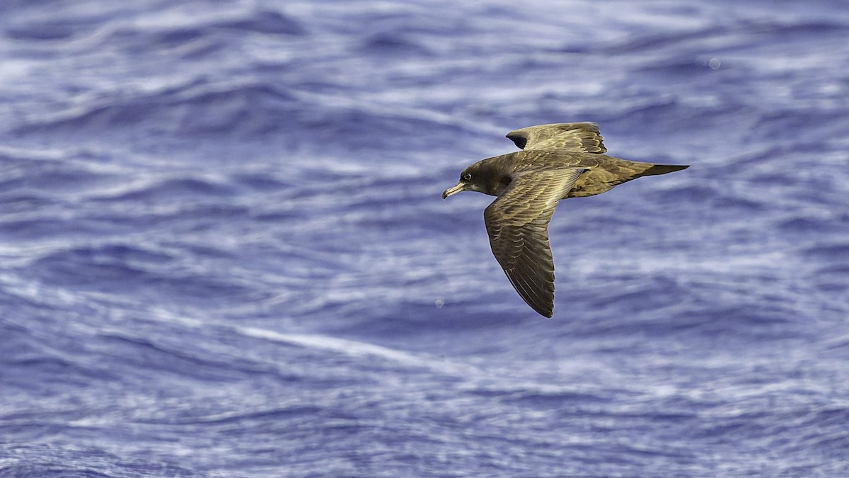 Pardela del Pacífico - ML646985492