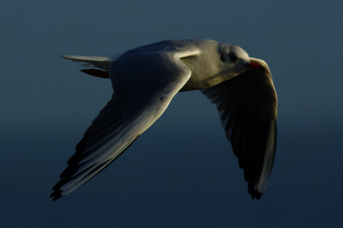 Antxeta mokogorria - ML646985494