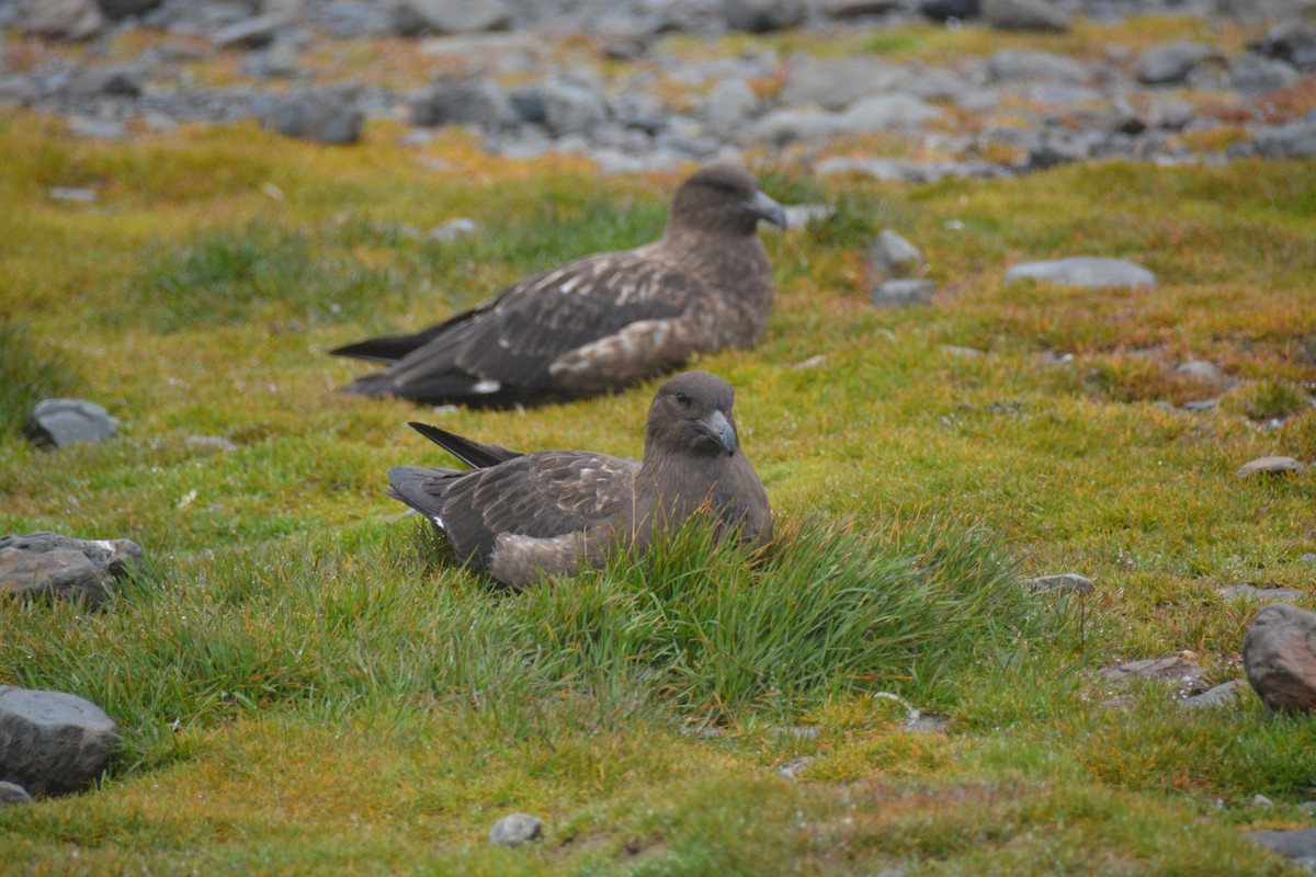 חמסן חום - ML646985495