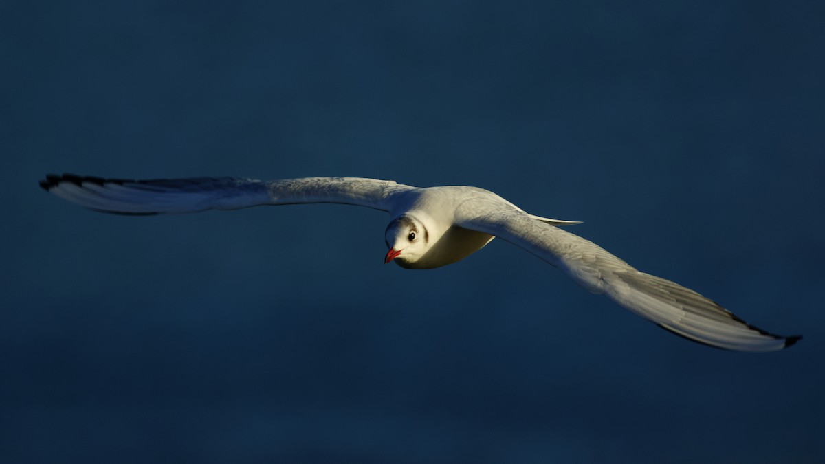 Antxeta mokogorria - ML646985496