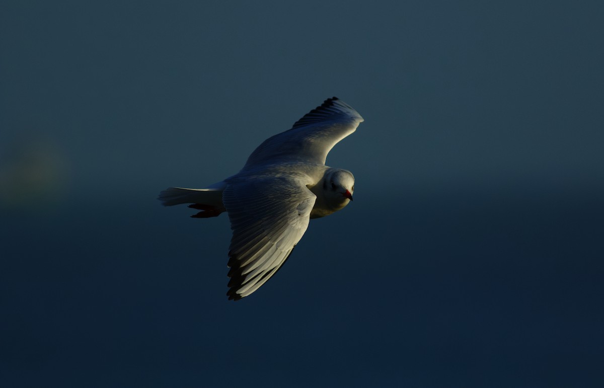 Antxeta mokogorria - ML646985497