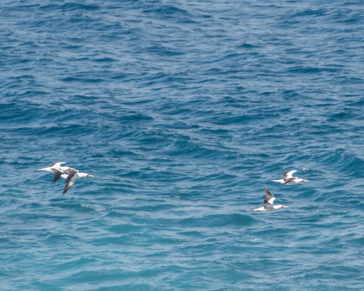 Nazcatölpel - ML646985500