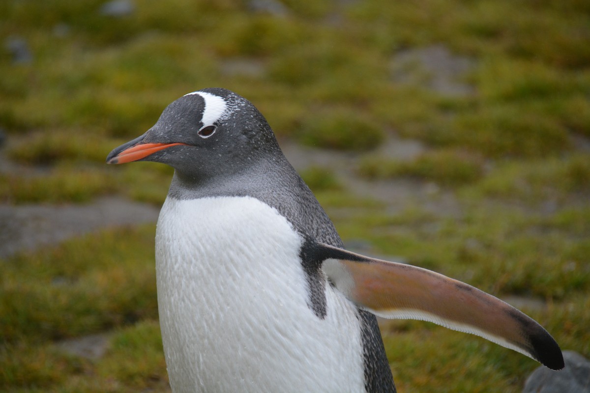 Gentoo Penguin - ML646985507