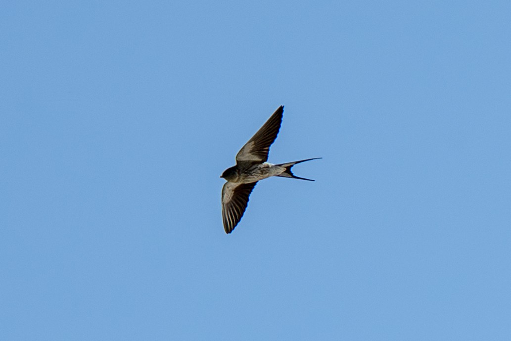 Greater Striped Swallow - ML646985508