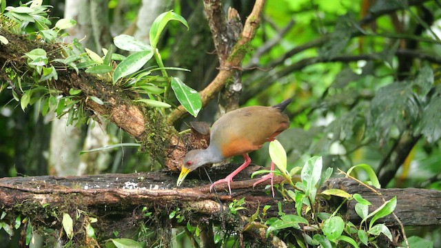 Gri Boyunlu Orman Kılavuzu - ML646985509