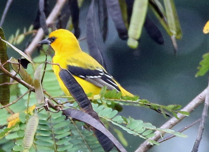Yellow Oriole - ML646985510