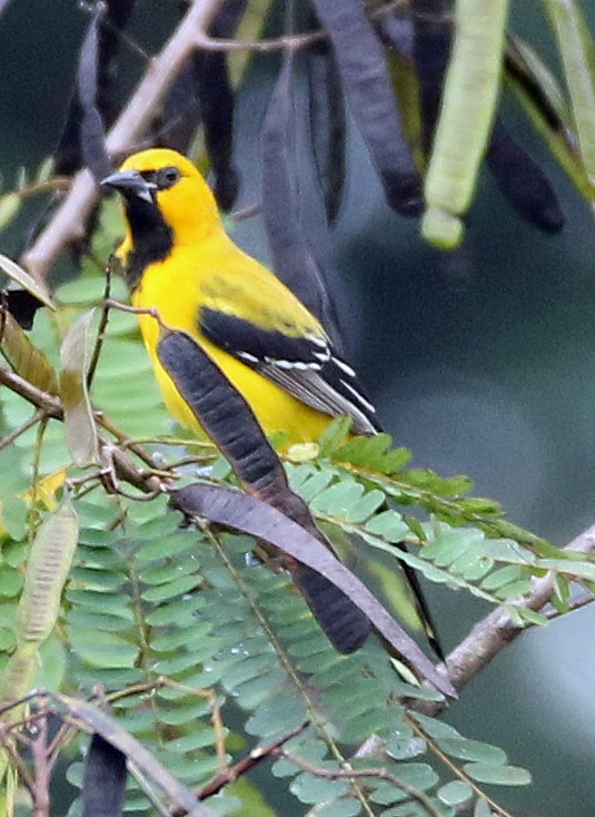 Yellow Oriole - ML646985511