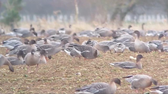 Oie de la toundra - ML646985514