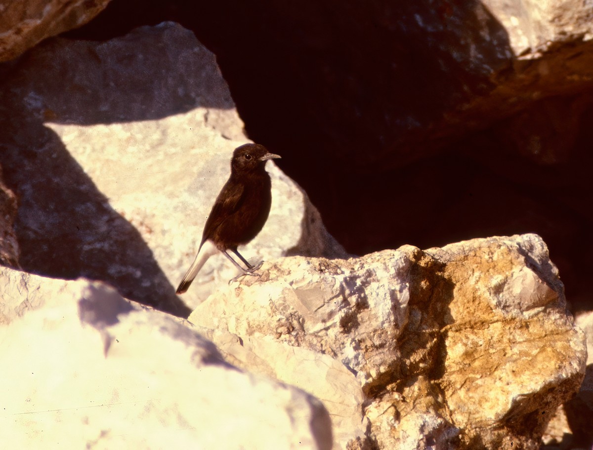 Белохвостая каменка - ML646985515