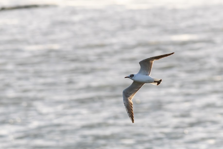 Mediterranean Gull - ML646985520