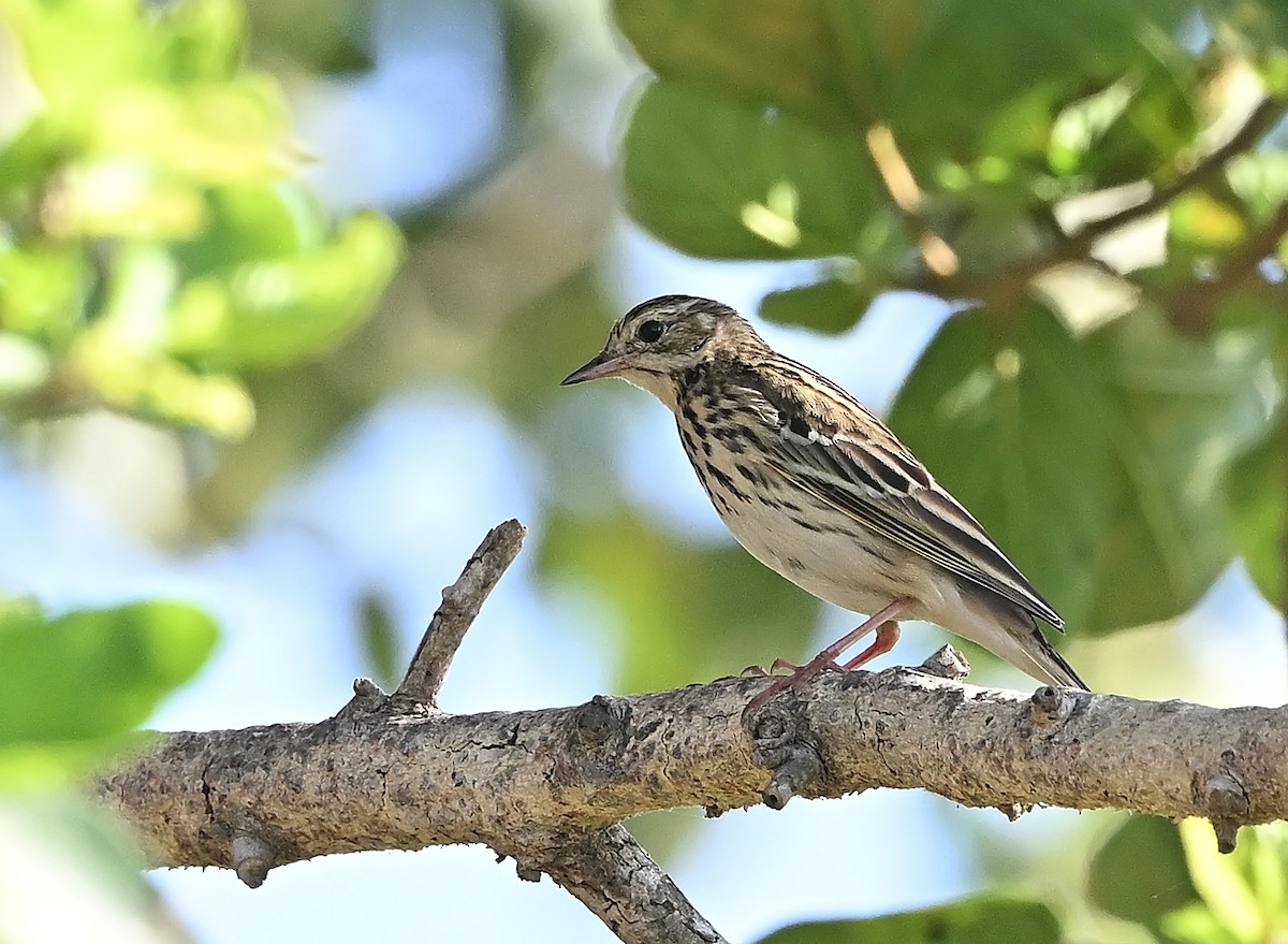 Uda-txirta - ML646985522