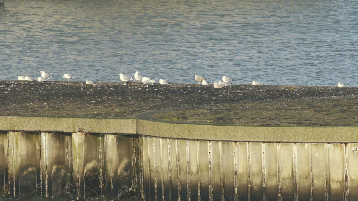 Kaio hauskara europarra - ML646985525