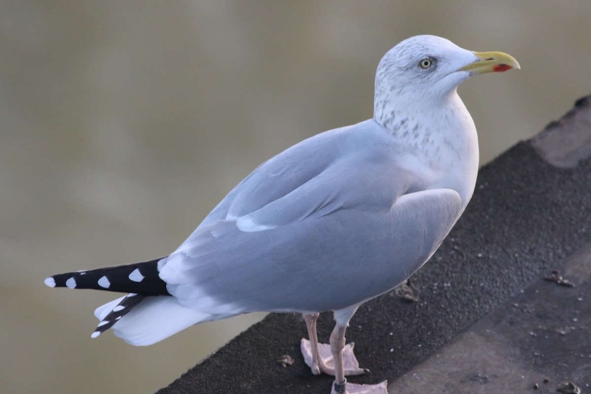 Kaio hauskara europarra - ML646985527