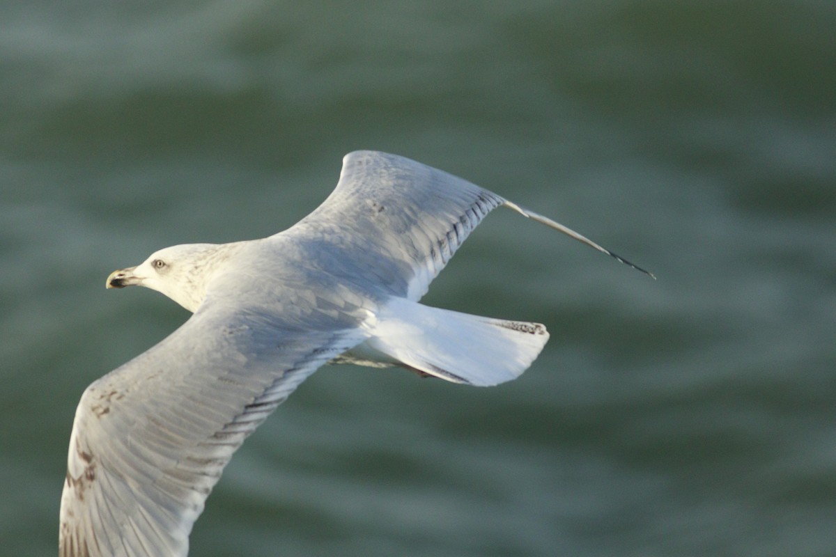 Kaio hauskara europarra - ML646985528