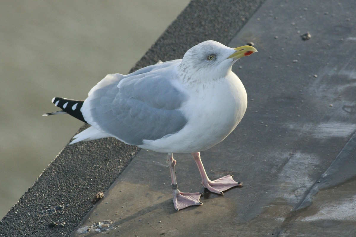 Kaio hauskara europarra - ML646985529