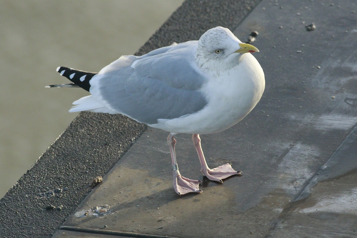 Kaio hauskara europarra - ML646985530