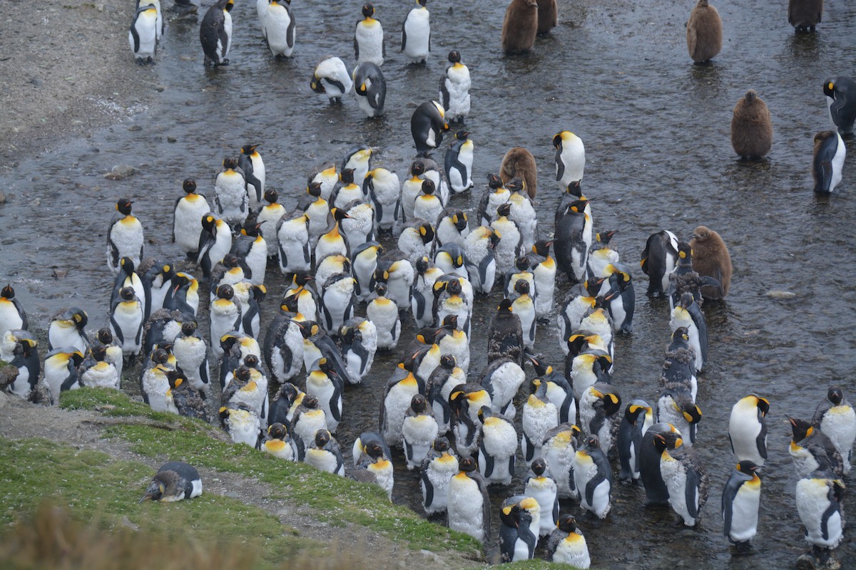 King Penguin - ML646985533