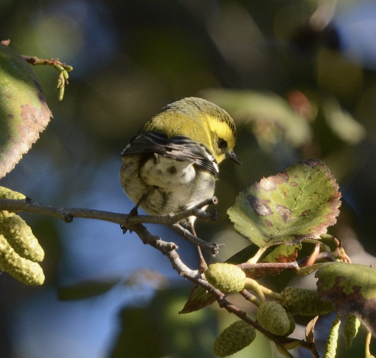 Townsend's Warbler - ML646985537