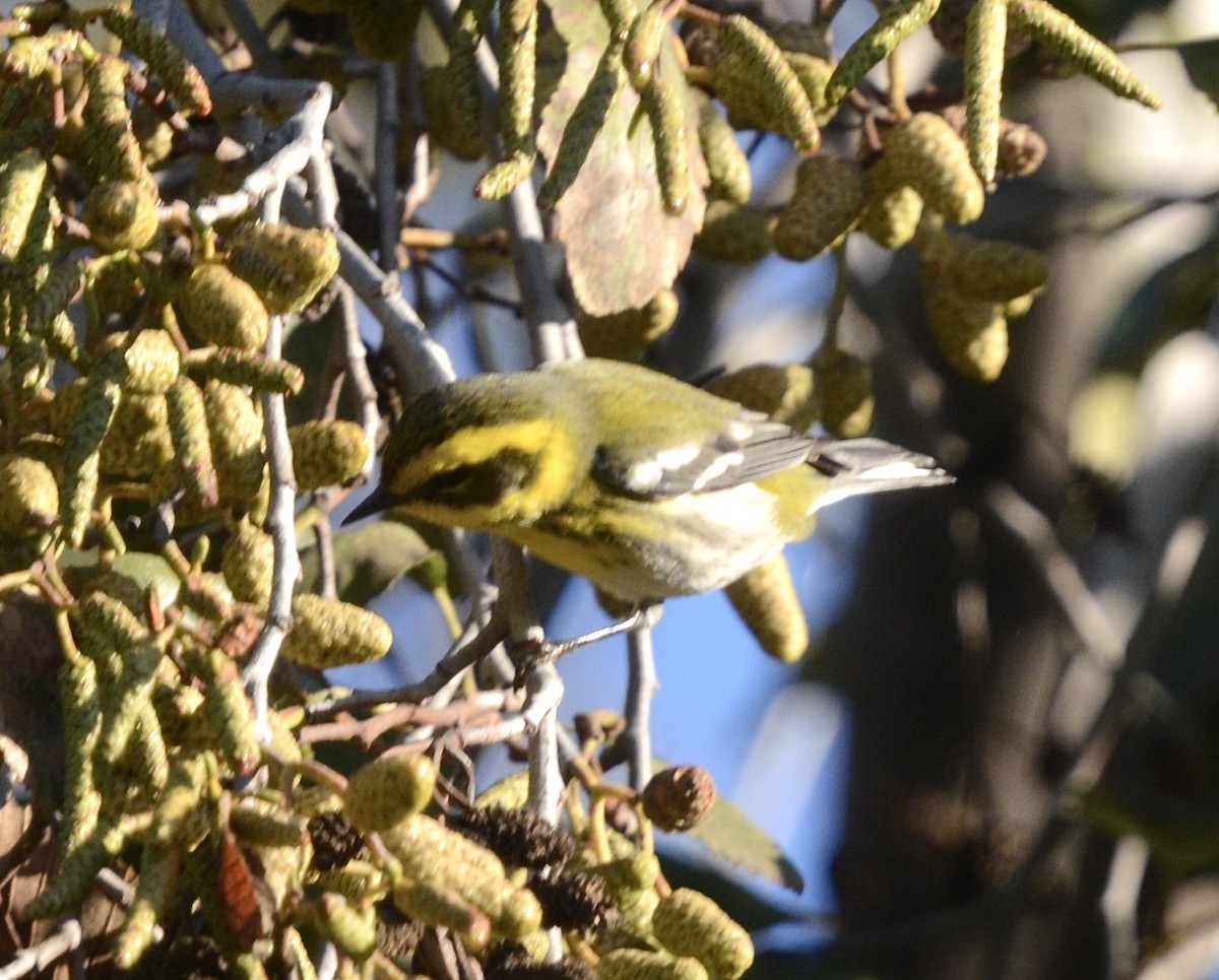 Townsend's Warbler - ML646985538
