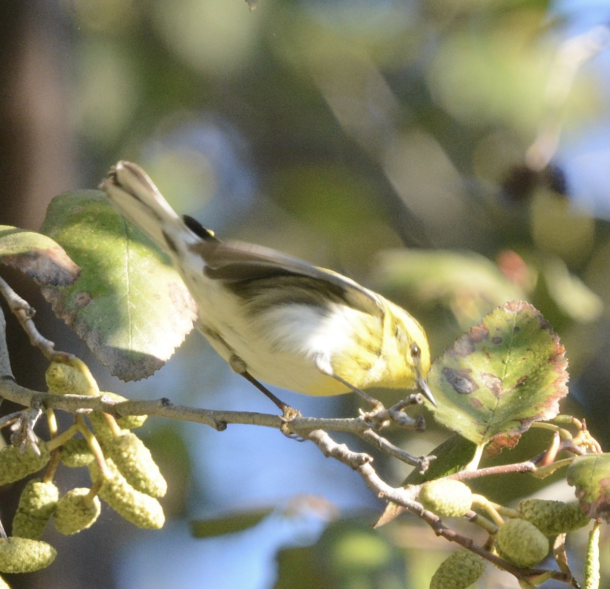 Townsend's Warbler - ML646985539