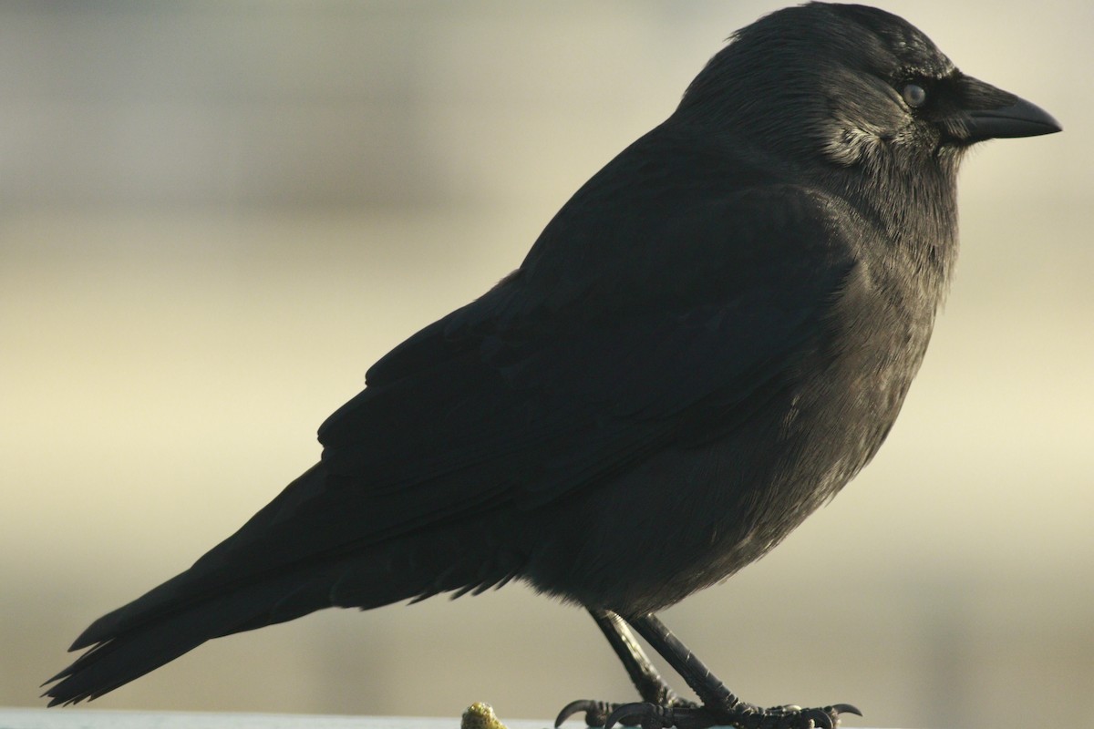 Belatxiki arrunta - ML646985544