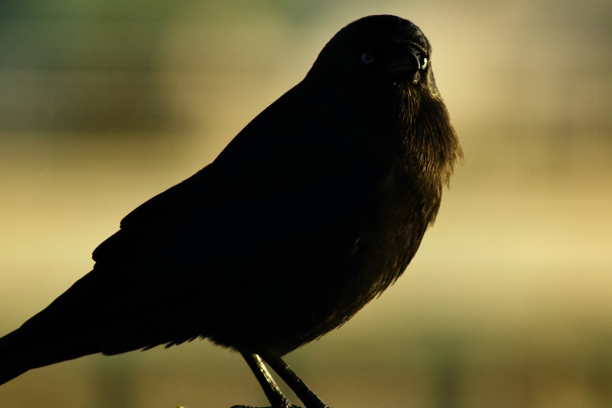 Belatxiki arrunta - ML646985545