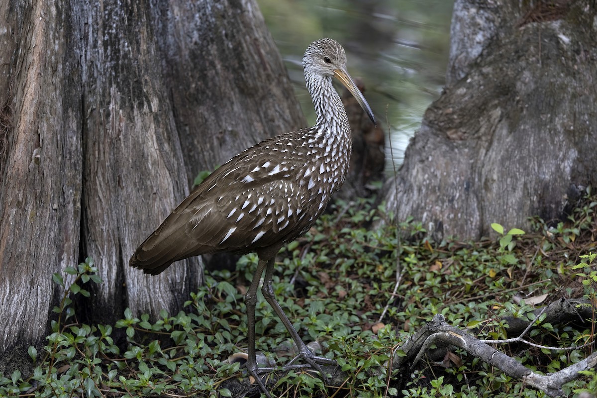 Karraoa - ML646985547