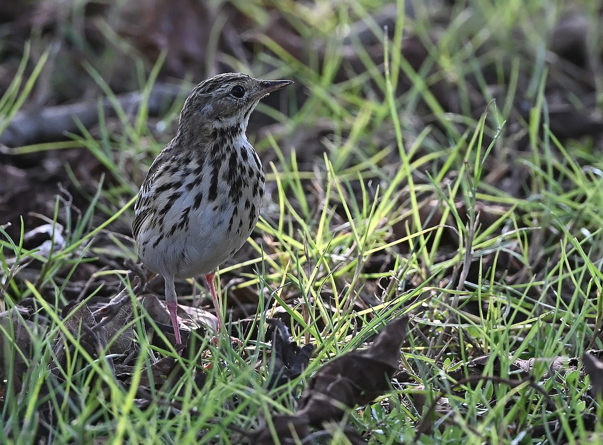 Uda-txirta - ML646985550