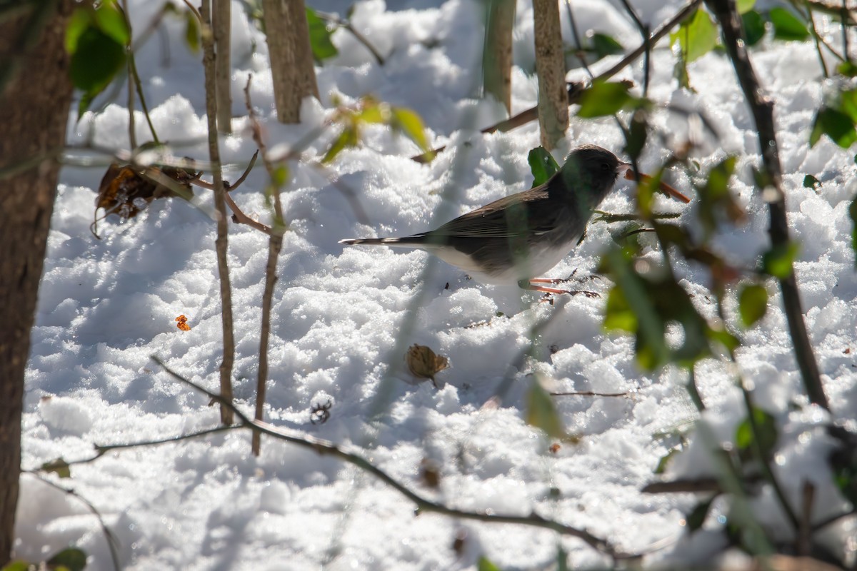 Dark-eyed Junco - ML646985557