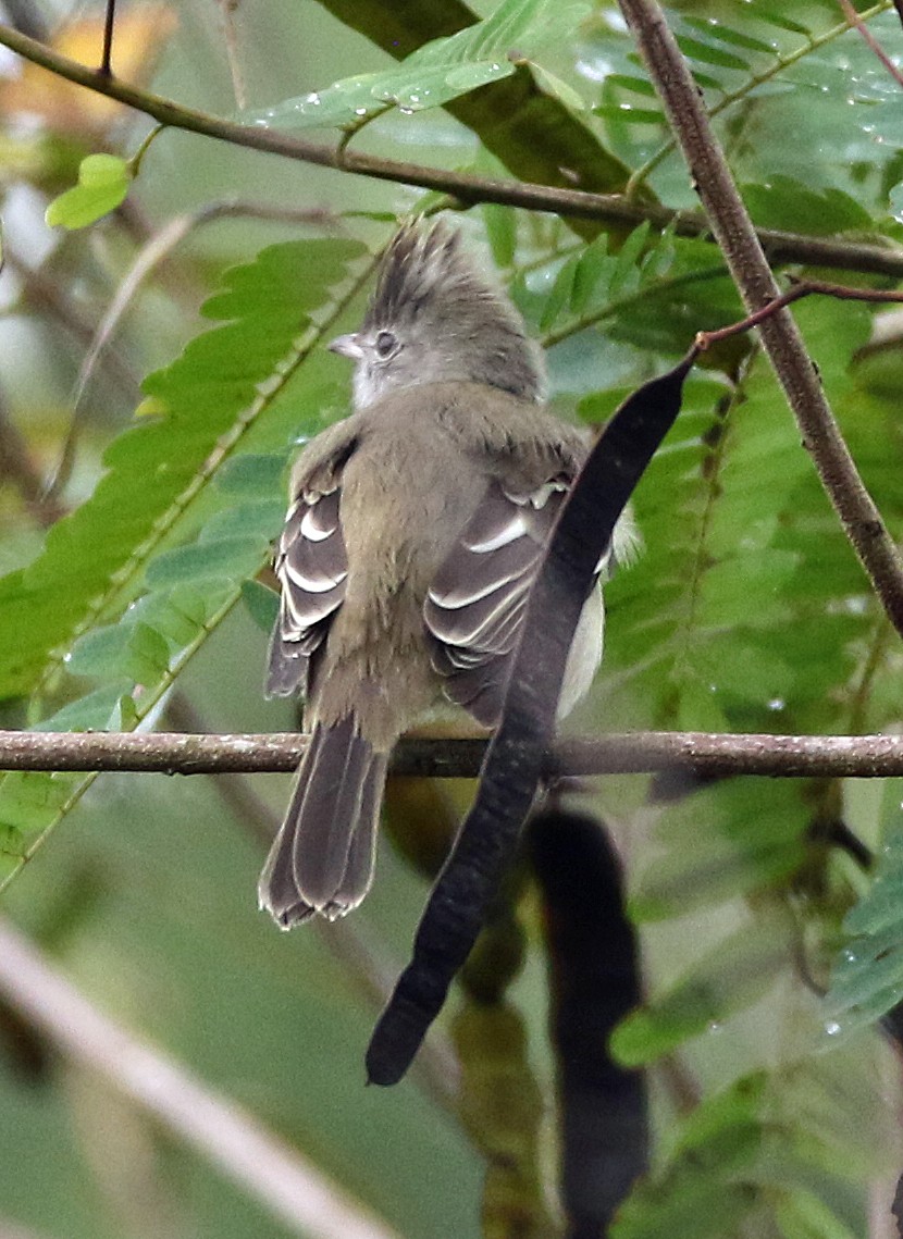 Yellow-bellied Elaenia - ML646985560
