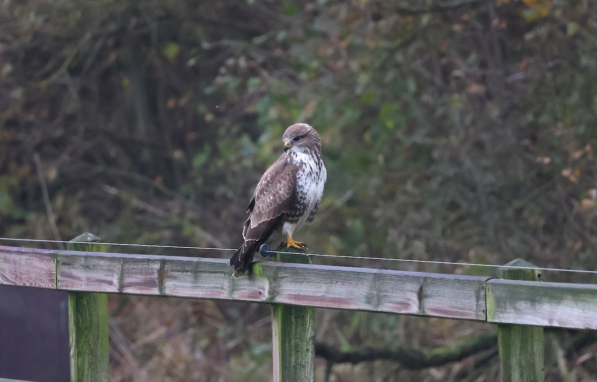 Канюк - ML646985565