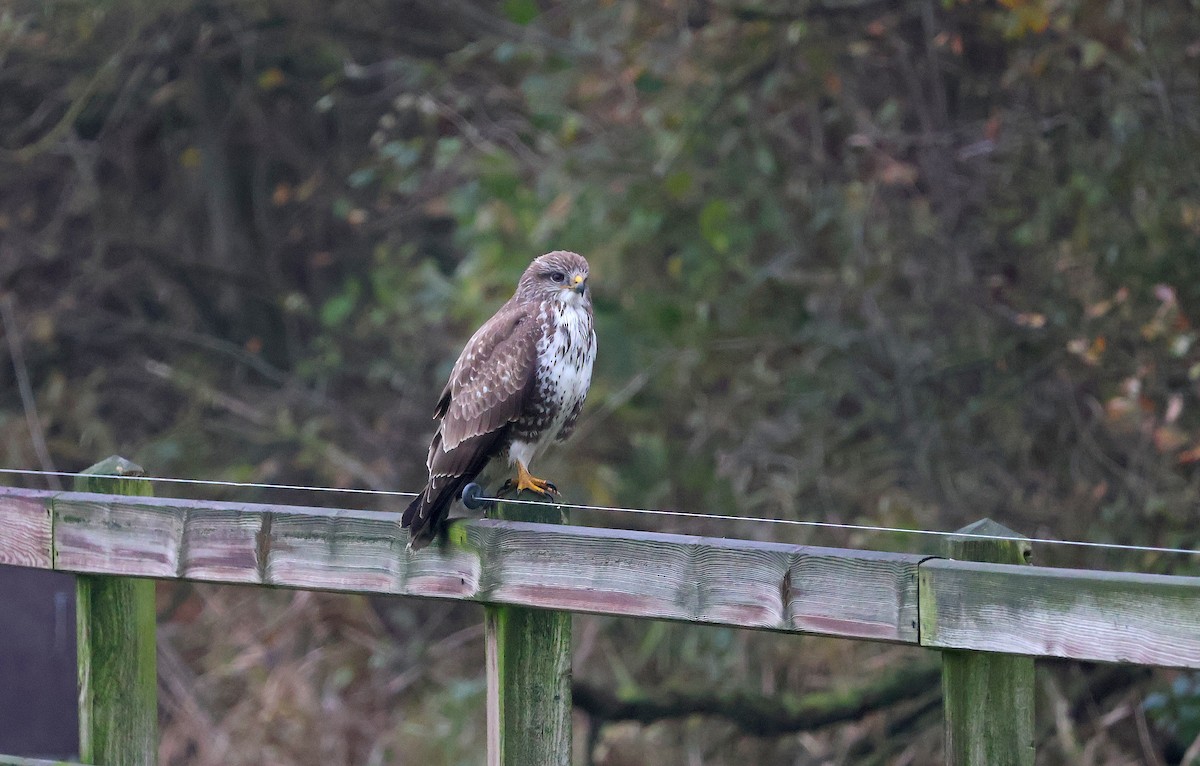 Канюк - ML646985566